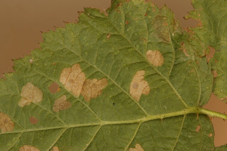 feeding marks