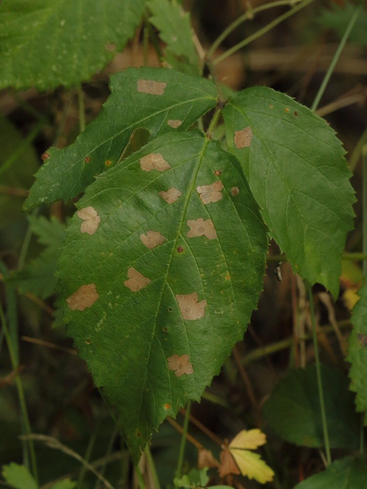 feeding signs