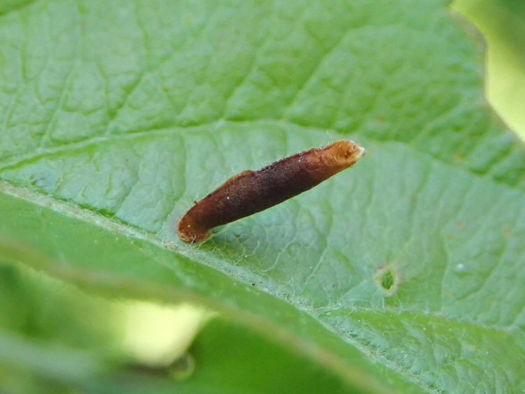 case attached to leaf for pupation