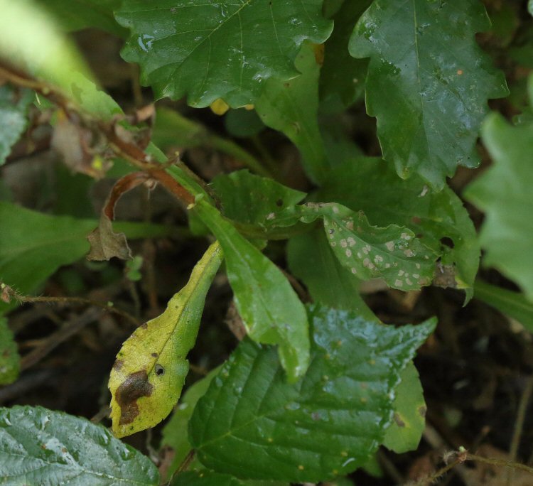 feeding signs
