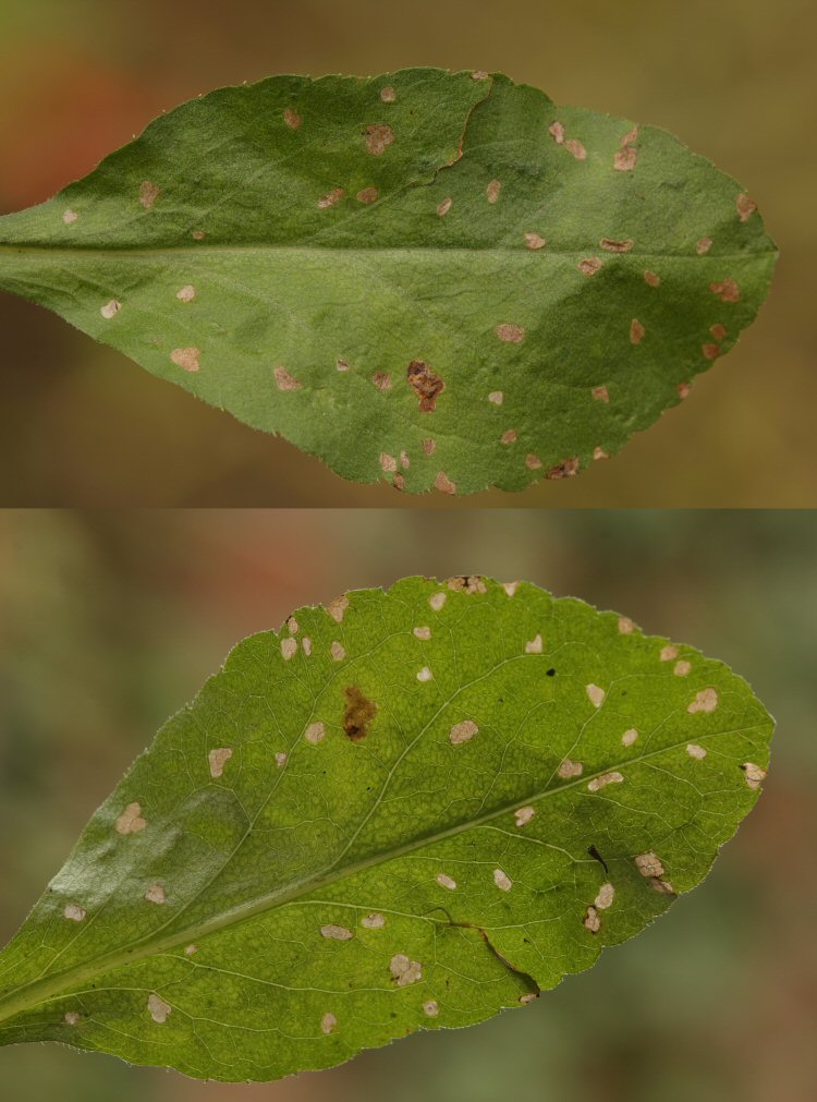 feeding signs