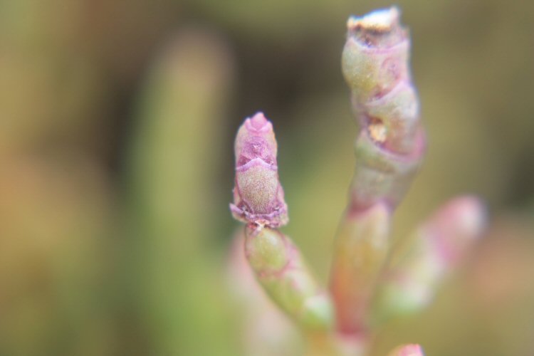 larval case
