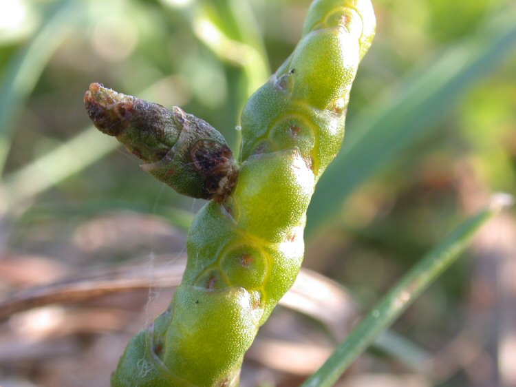 the larva lives in a detached part of the plant