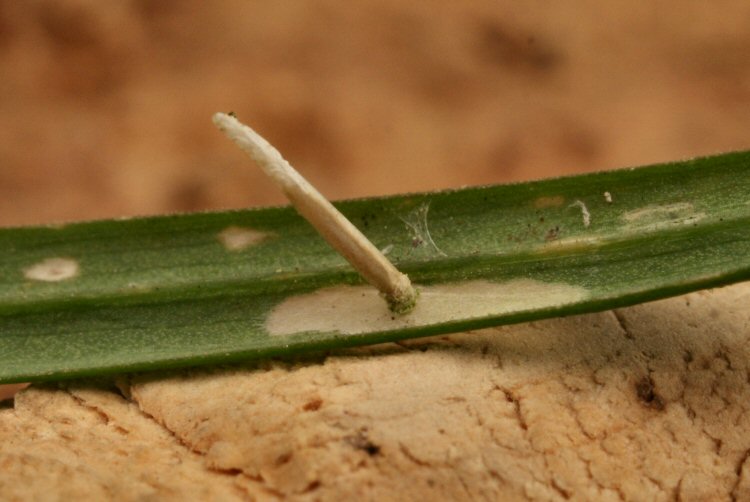 case on Stellaria