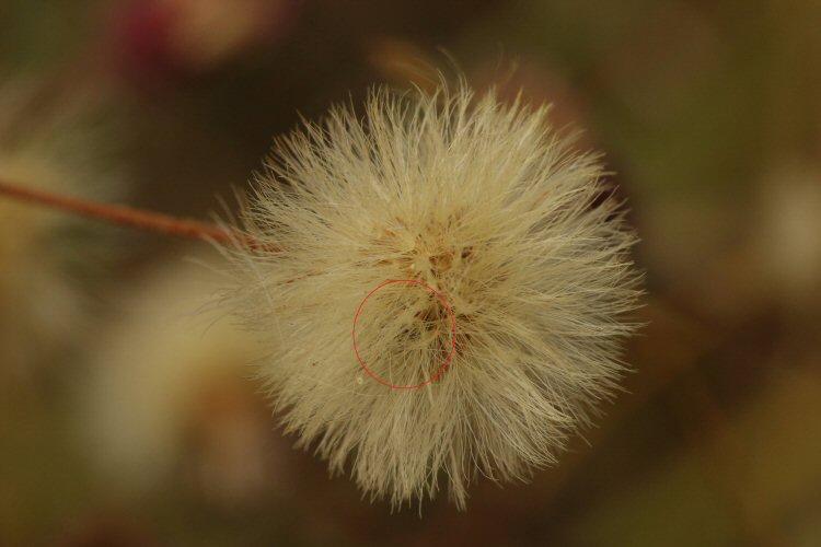 concealed larva