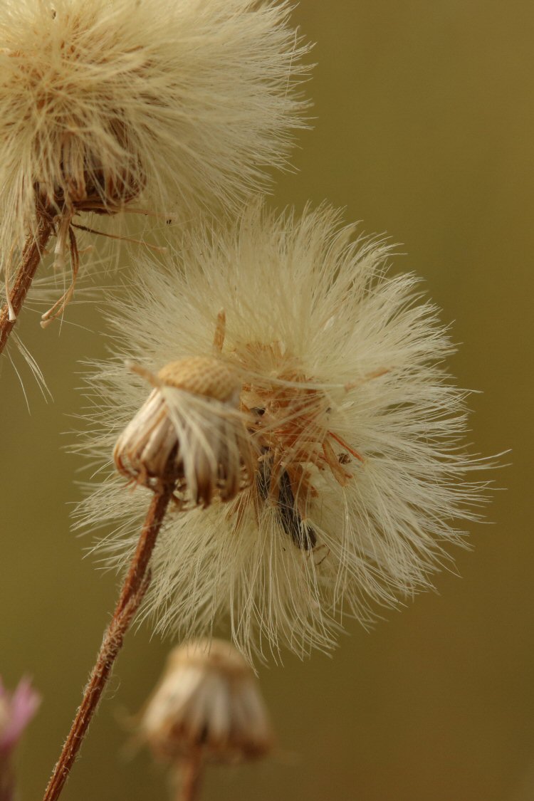 larva concealed in flowerhead