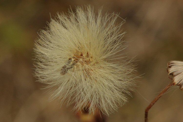 larva in seedhead