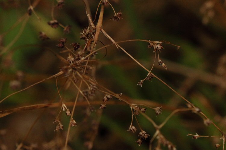 a young larval case