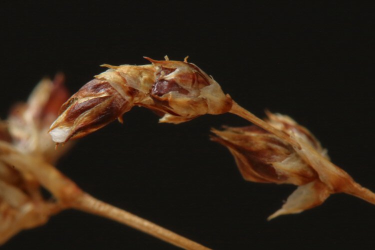 larval case