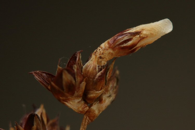 young larval case