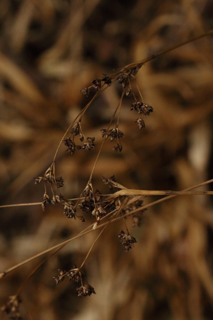 larval case