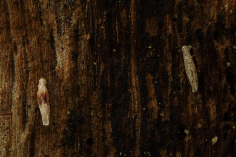 cases on a trunk