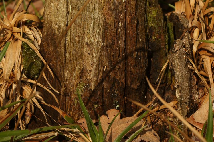 larvae on trunk