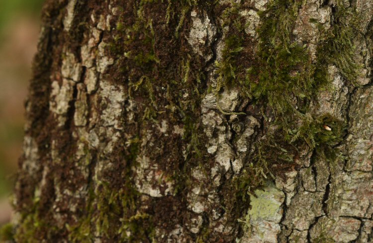 case on a trunk