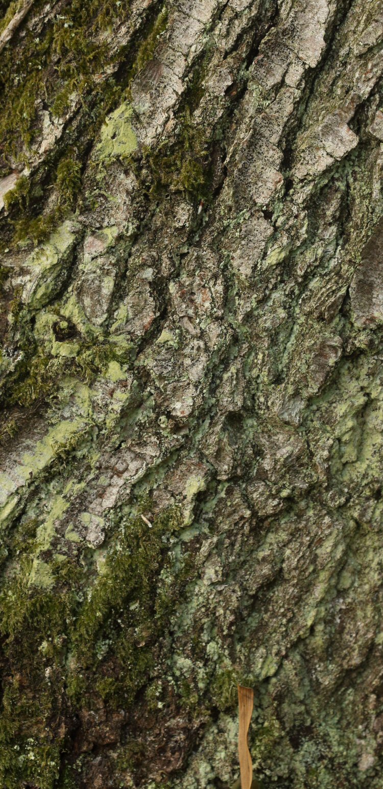 case on a trunk