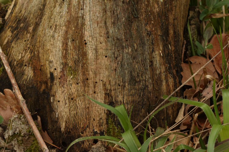cases on tree trunk
