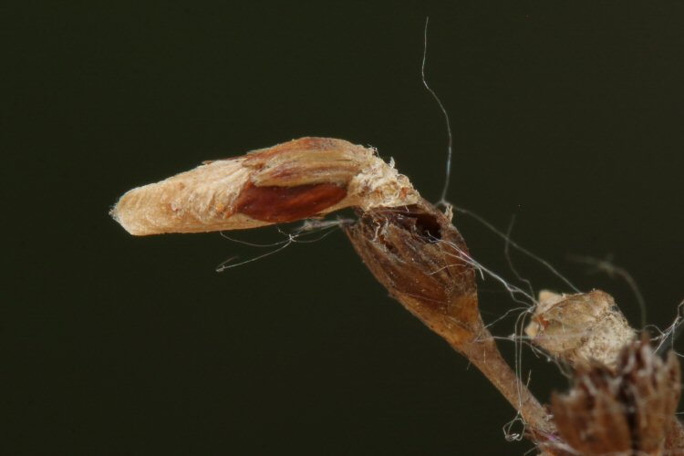 larval case