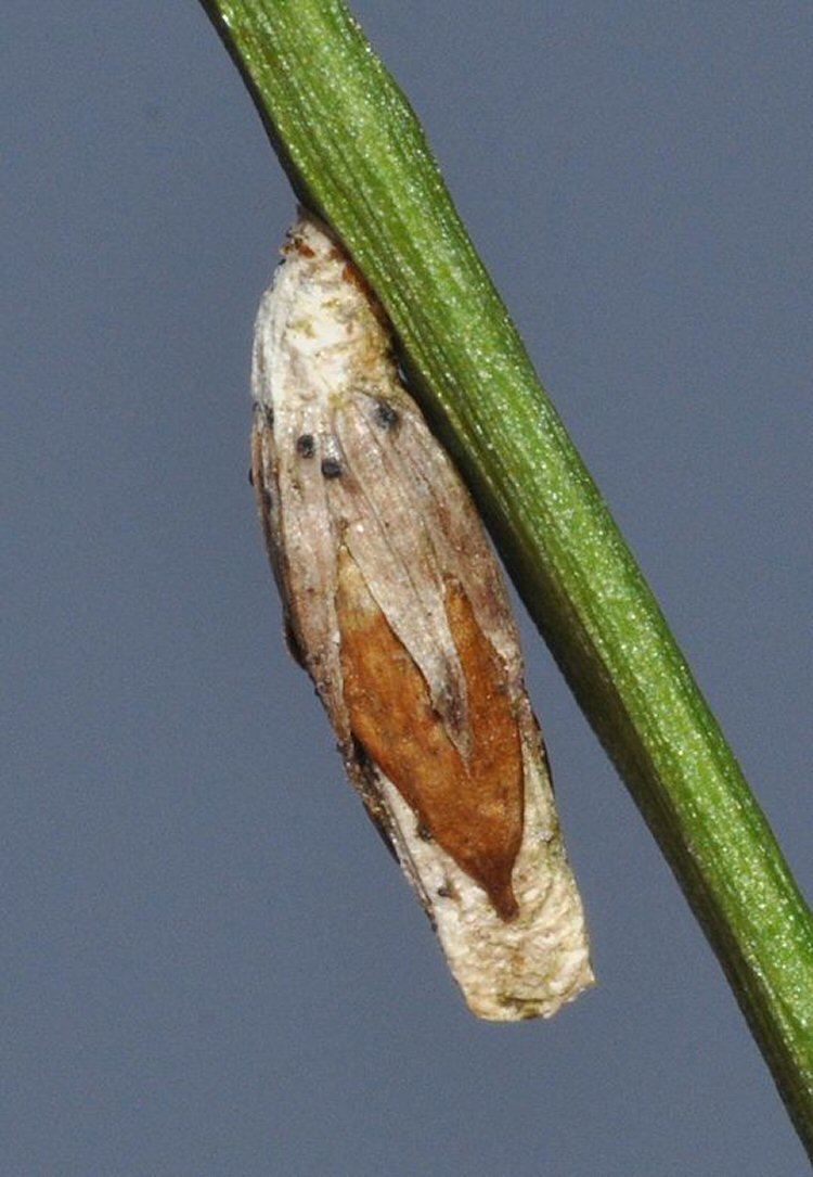 the case is enclosed in a seed head