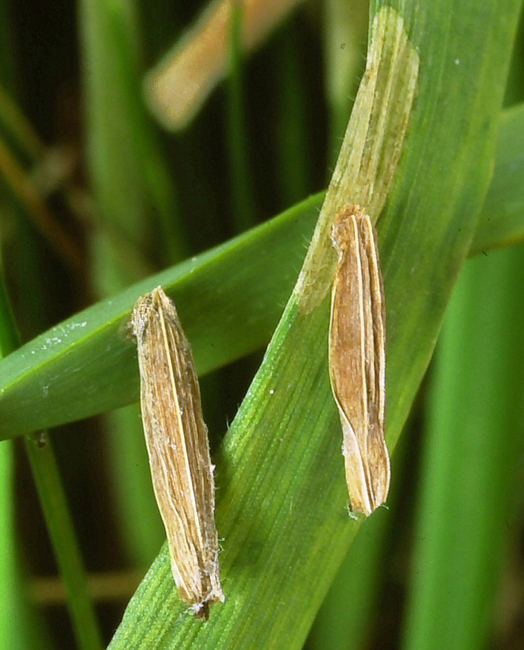 the grass veins are clearly seen