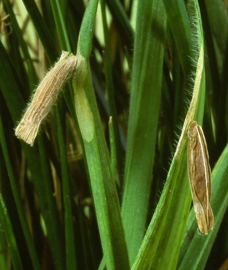 the grass veins are clearly visible