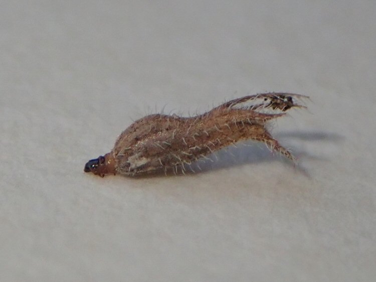 larva