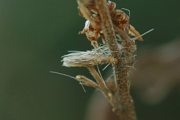 case with appaus of hairs