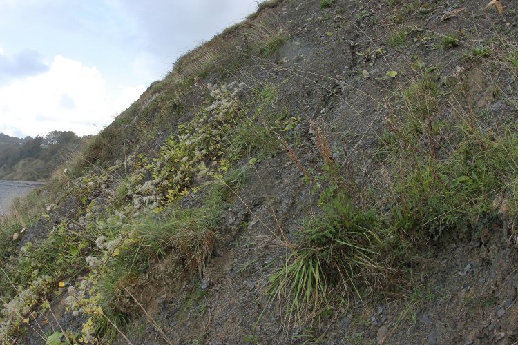 habitat