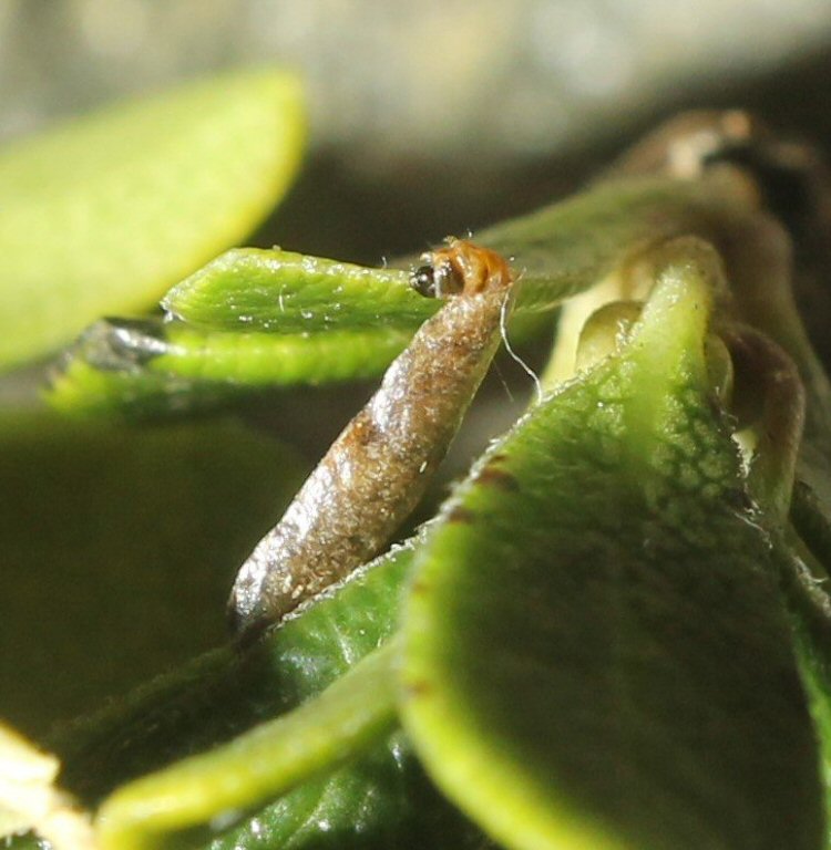 larva