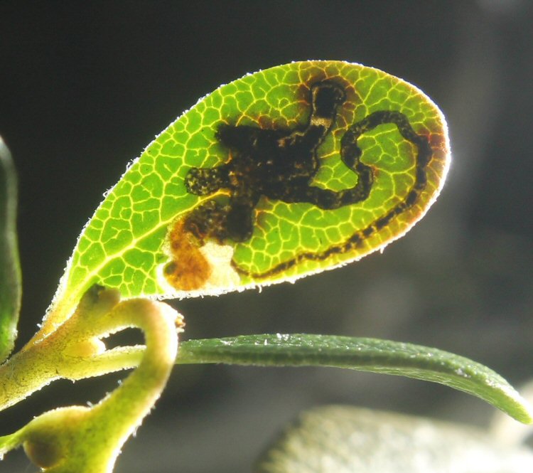 larva in mine