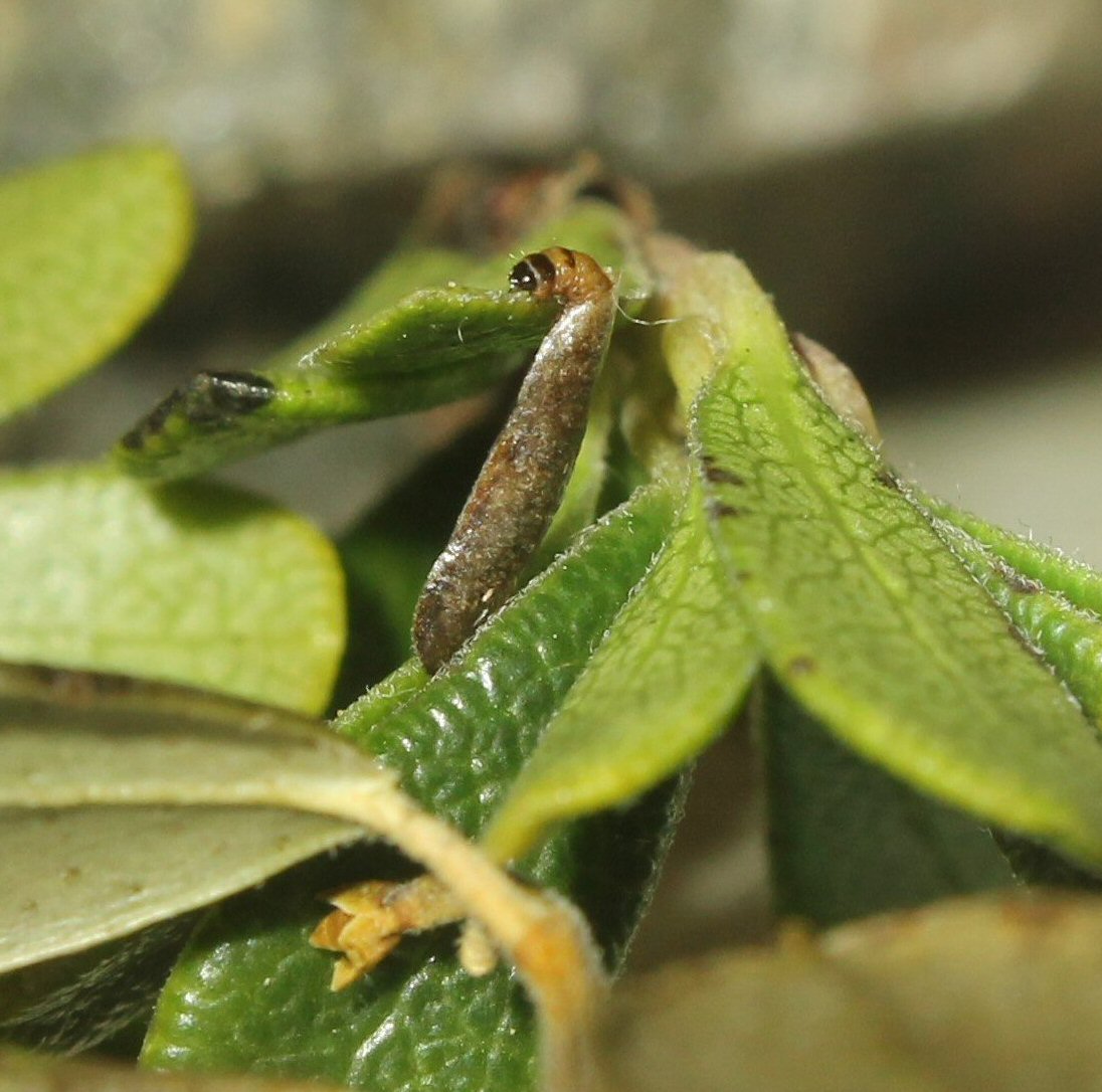 larva