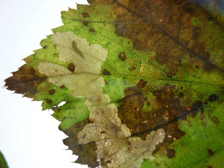 larva in mine
