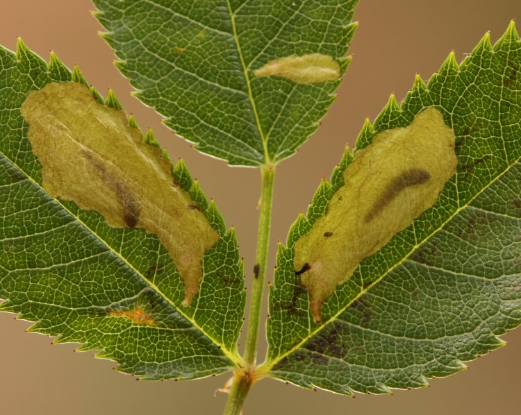 larvae