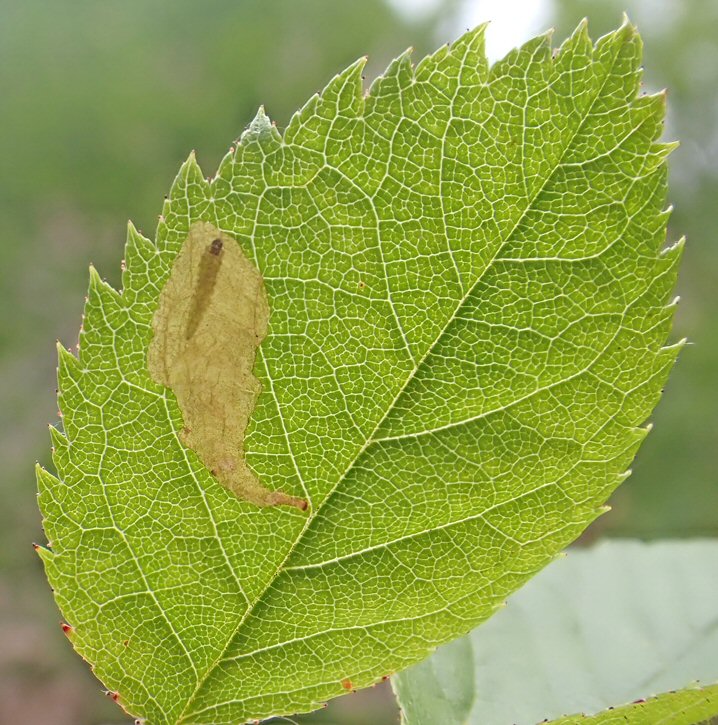 larva in mine