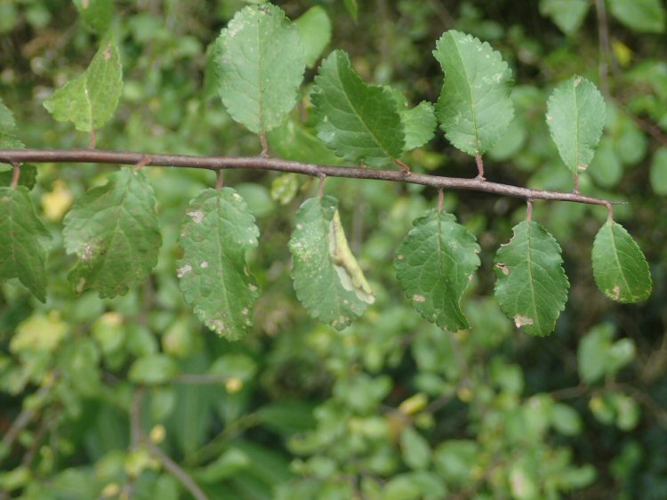 leaf edge folds over