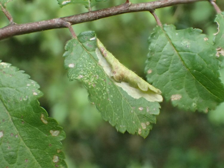leaf folds over