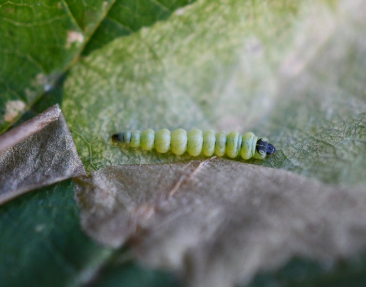 larva
