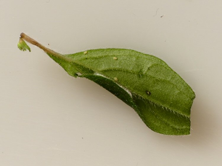 pupation under a leaf fold