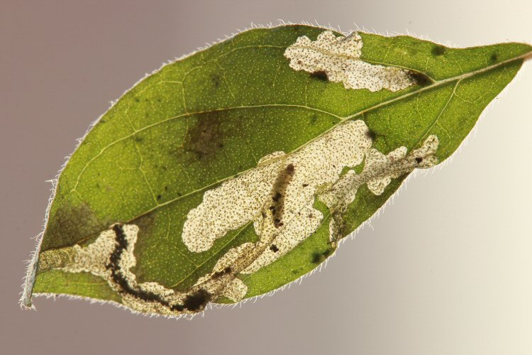 larva in mine