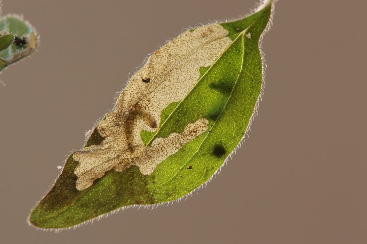 larva in mine