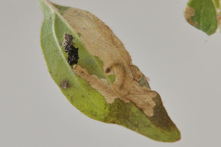frass accumulated under leaf