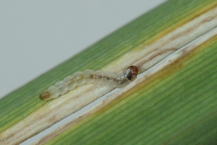 larva