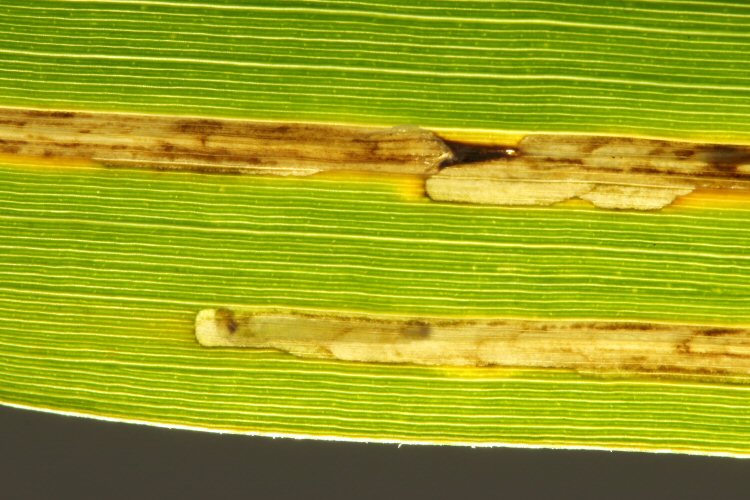 larva in mine