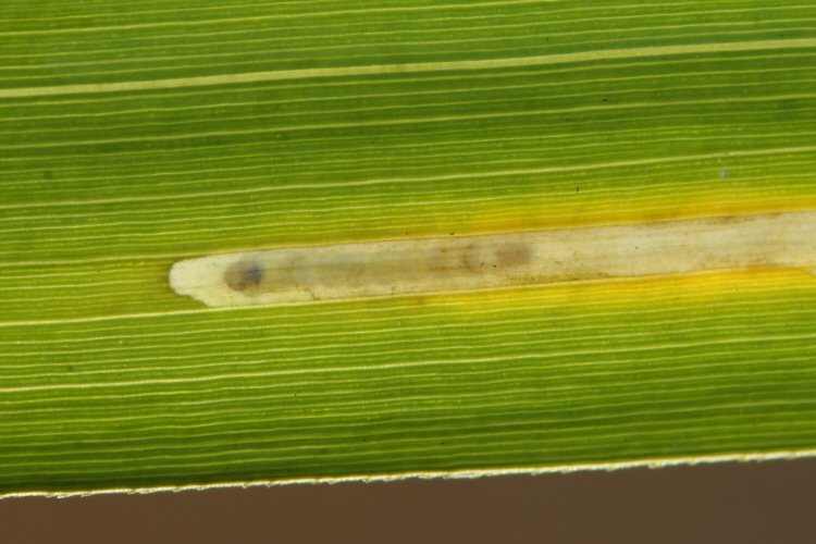 young larva in mine