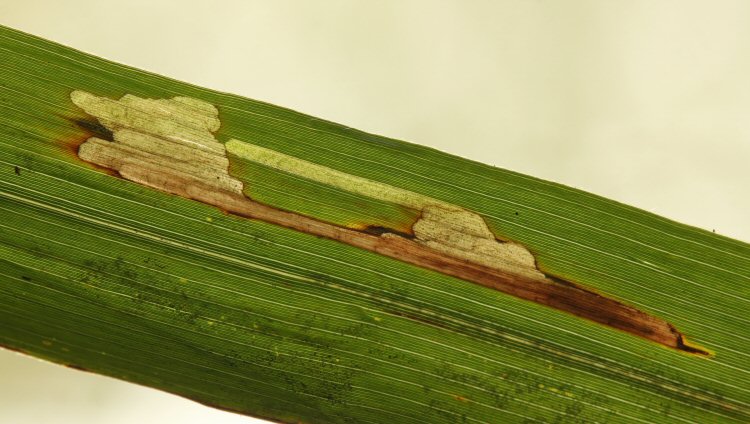 larva hides at the base of mine