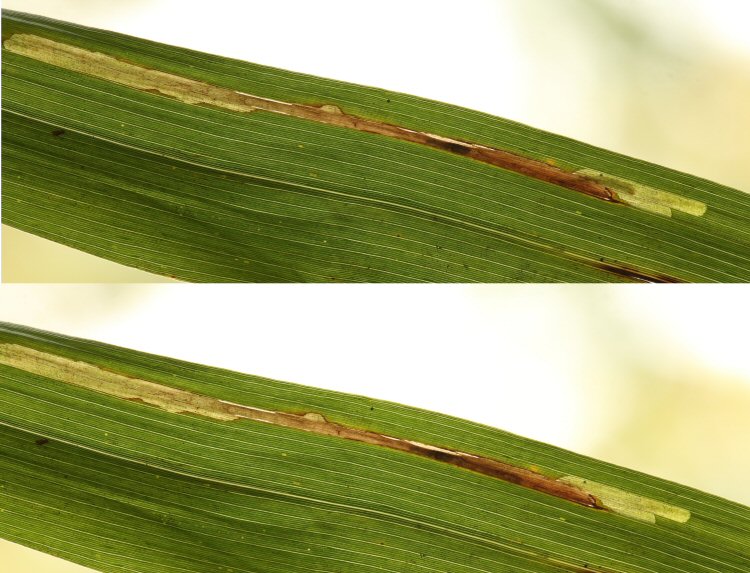 larva entering tube - top photo