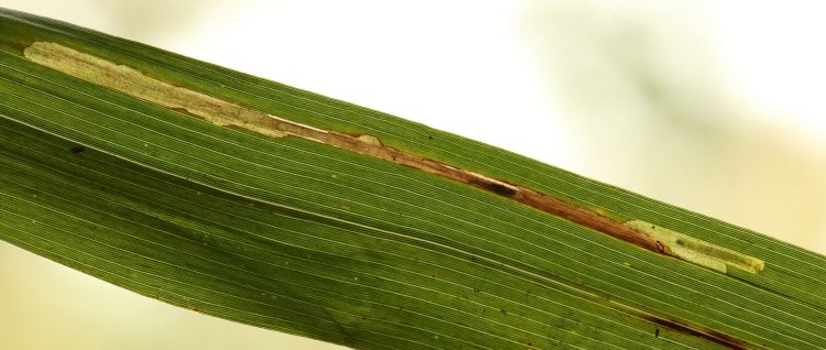 larva