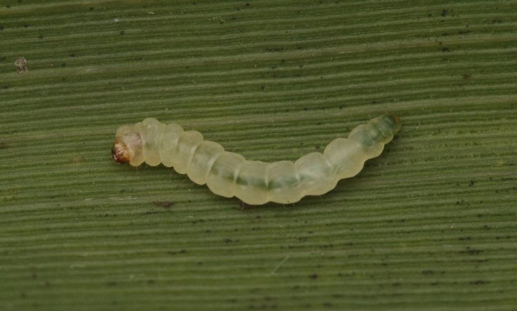 larva