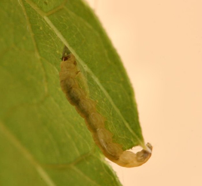 larva