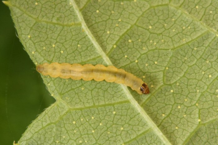 larva