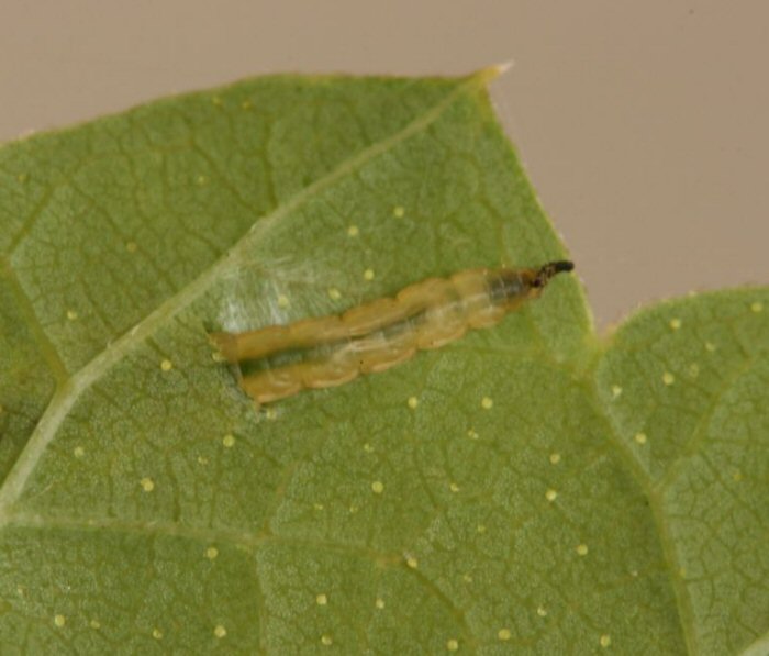 larva entering leaf